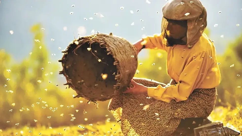 Honeyland