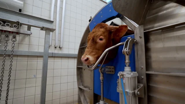 They don't want to die - The hidden lives of cows