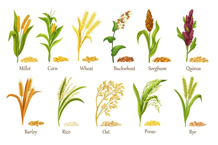 Seeds